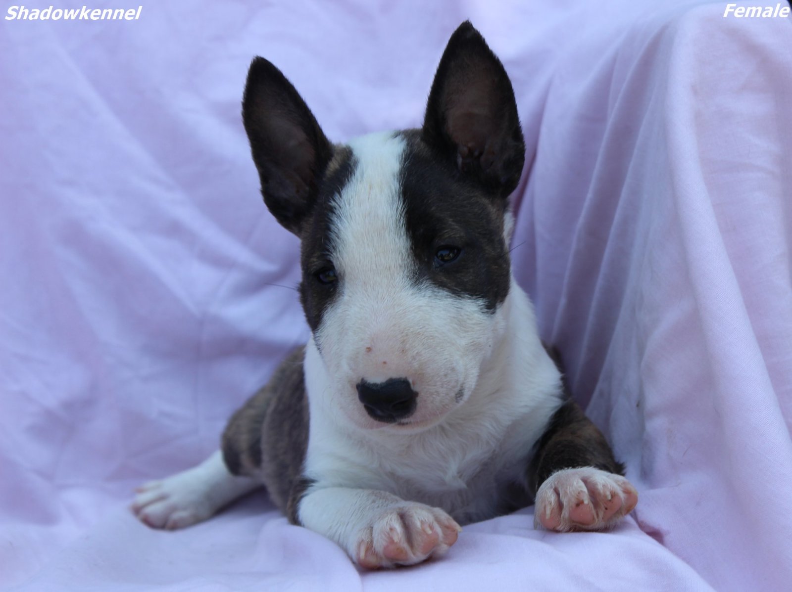 Mini Bull Terijer prelepi štenci