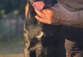 Cane Corso žensko štene