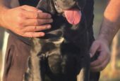 Cane Corso žensko štene