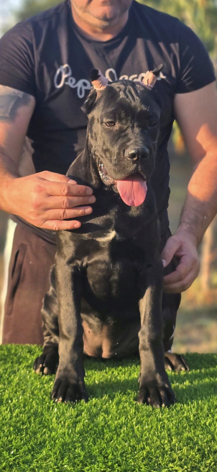 Cane Corso žensko štene