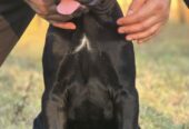 Cane Corso žensko štene