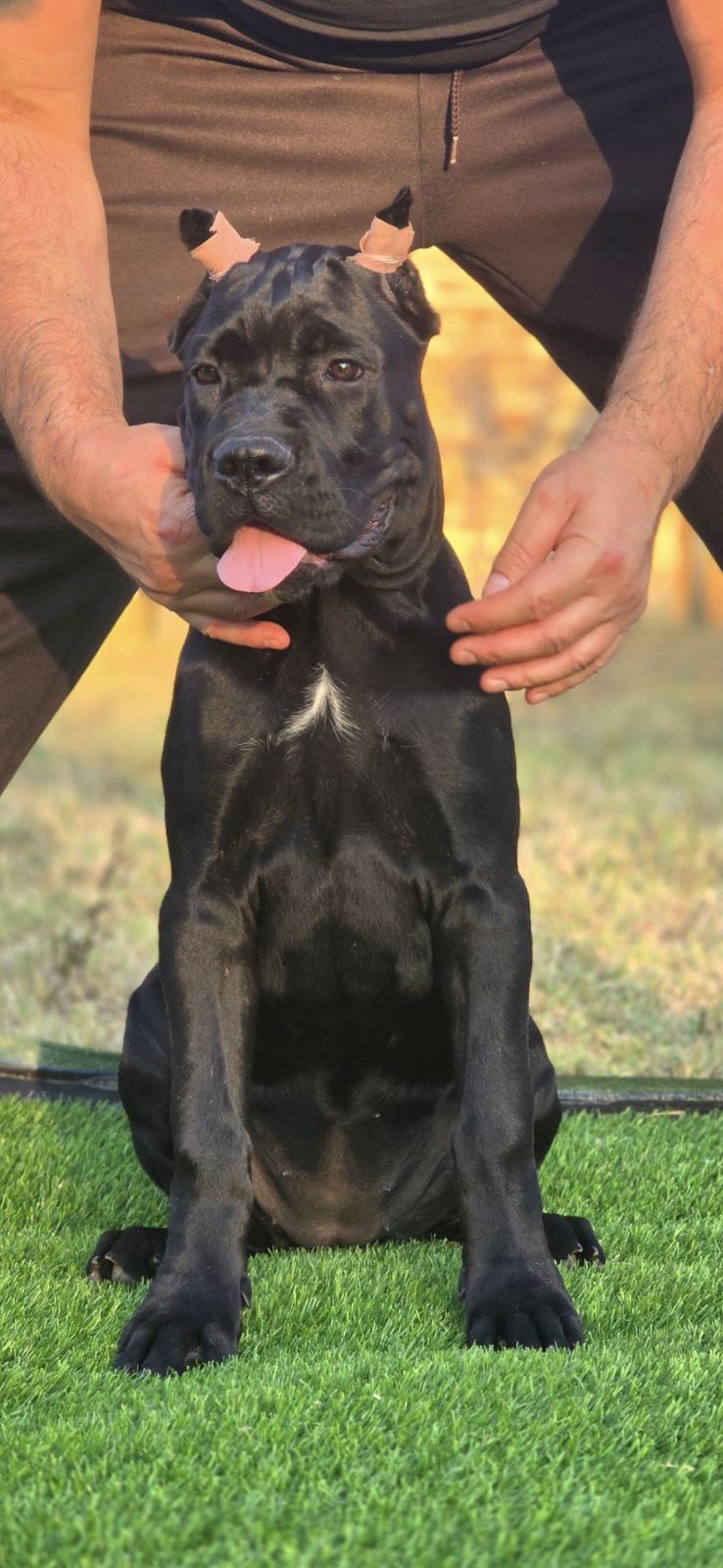 Cane Corso žensko štene
