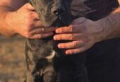 Cane Corso žensko štene