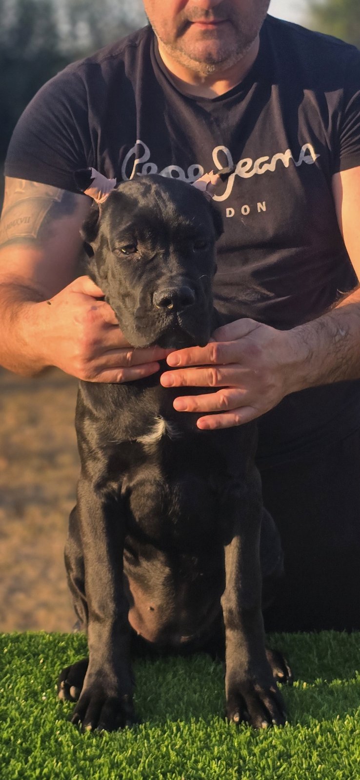 Cane Corso žensko štene