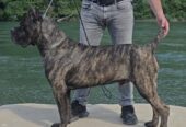 Cane Corso žensko štene