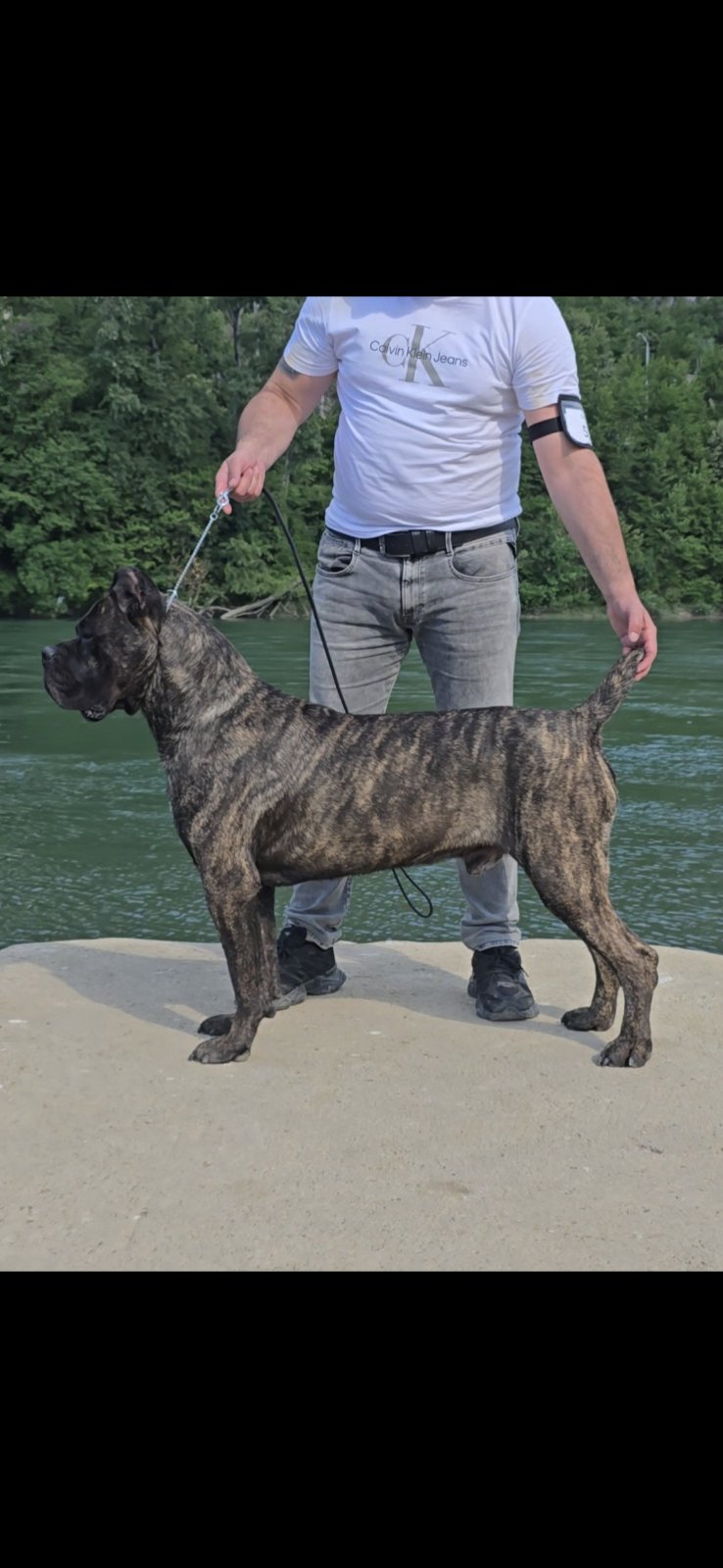 Cane Corso žensko štene