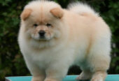 Chow Chow Čau Čau štenci
