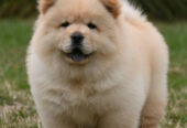 Chow Chow Čau Čau štenci