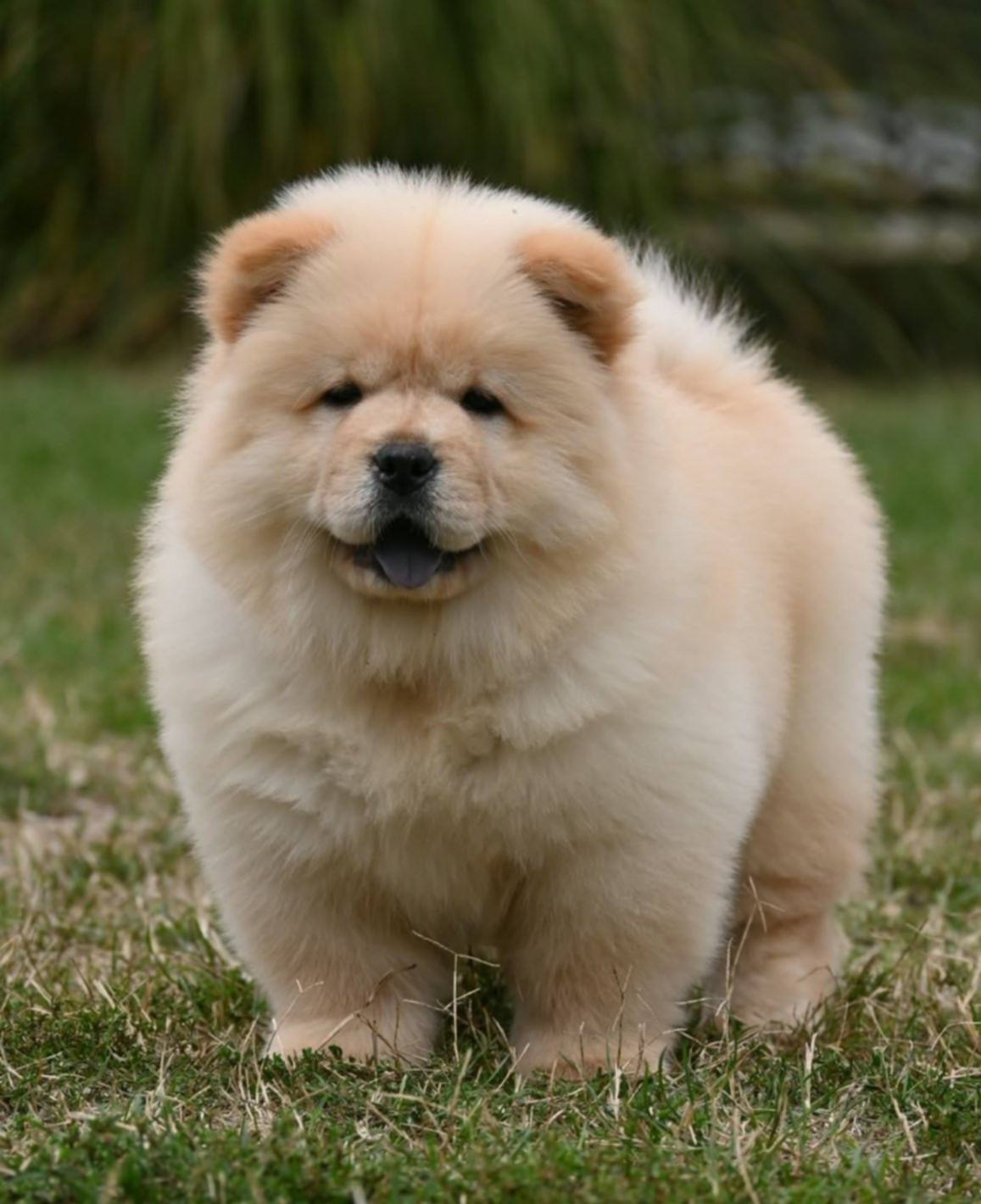 Chow Chow Čau Čau štenci