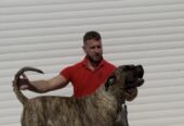Presa Canario ženka