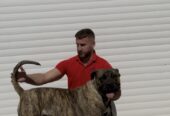 Presa Canario ženka