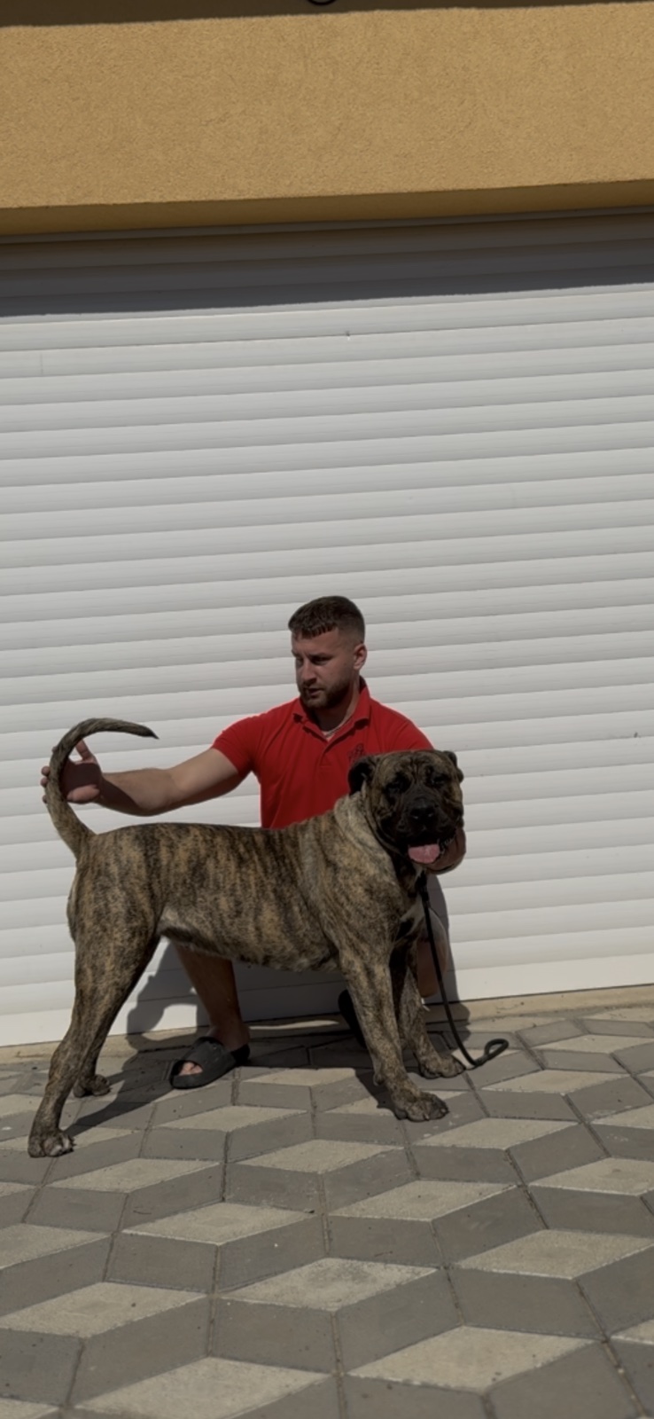 Presa Canario ženka