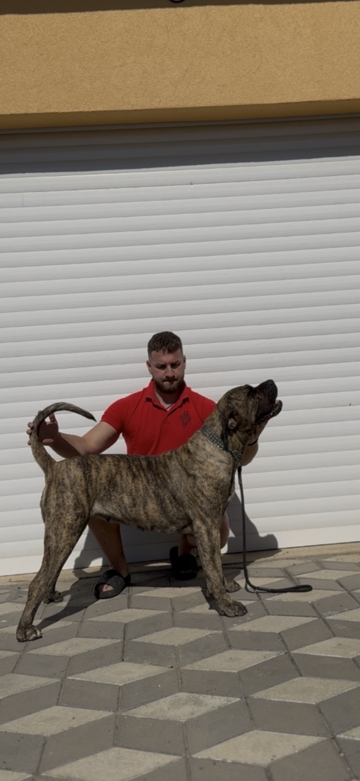 Presa Canario ženka