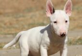 Mini Bull Terijer prelepi štenci