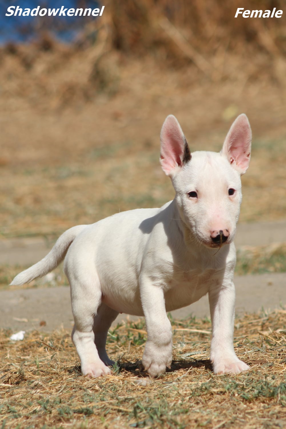 Mini Bull Terijer prelepi štenci