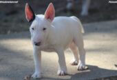 Mini Bull Terijer prelepi štenci