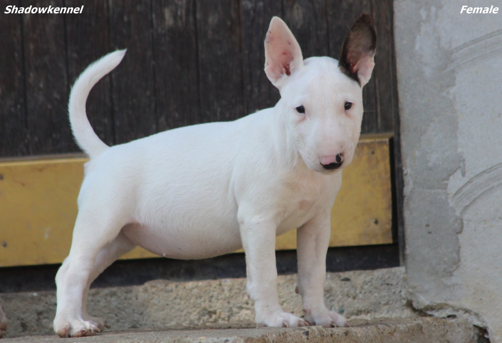 Mini Bull Terijer prelepi štenci