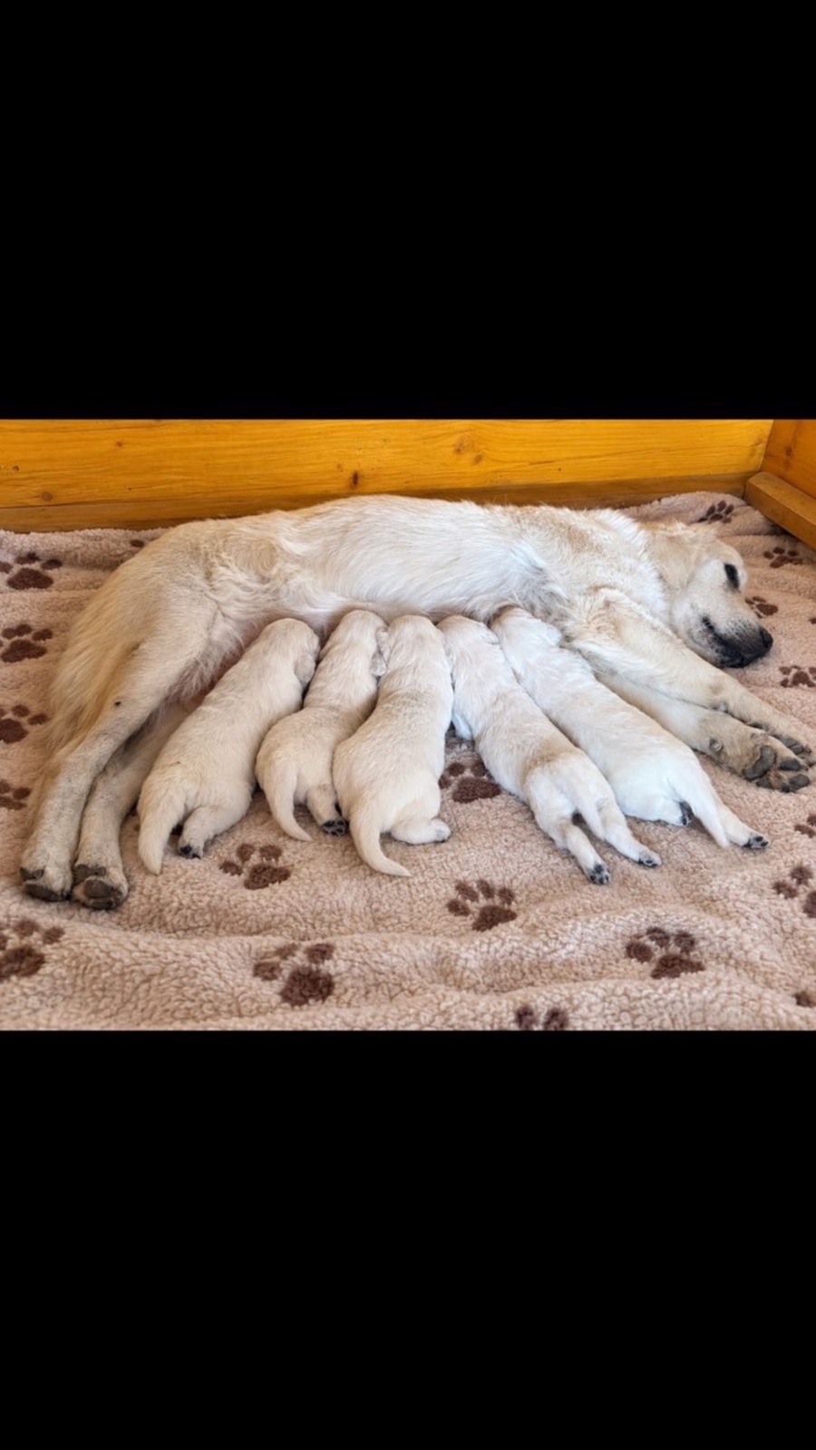 Zlatni retriver PRELEPI štenci